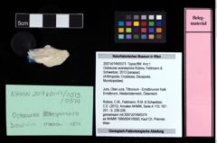 NHMW-GEO-2007z0149-0373_Ol_01.tifOctoeurax acaresprora (Robins, Feldmann & Schweitzer, 2013)  (NHMW-GEO-2007z0149-0373)